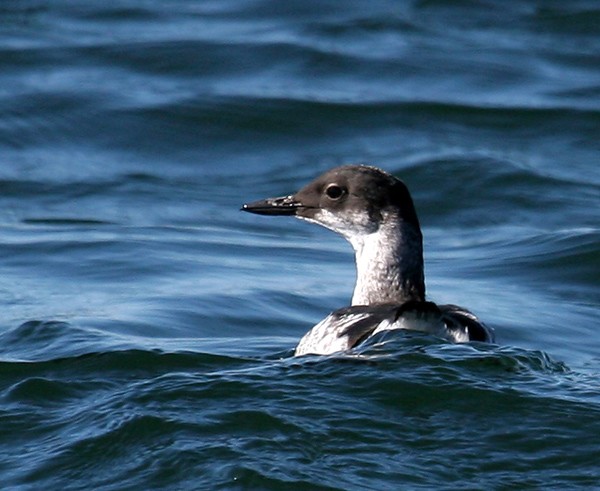 Pigeon Guillemot